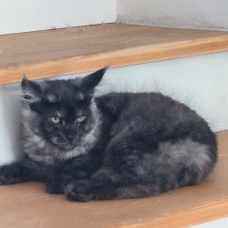 Maine Coon EZ Xanti