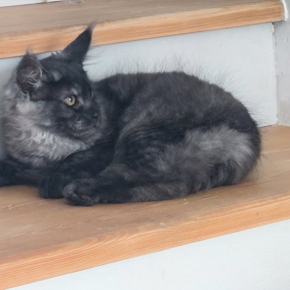 Maine Coon EZ Xanti1