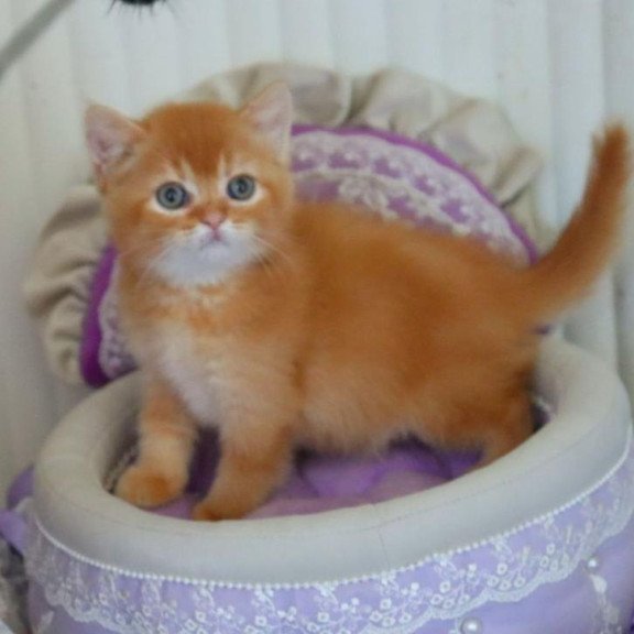 British Moshe