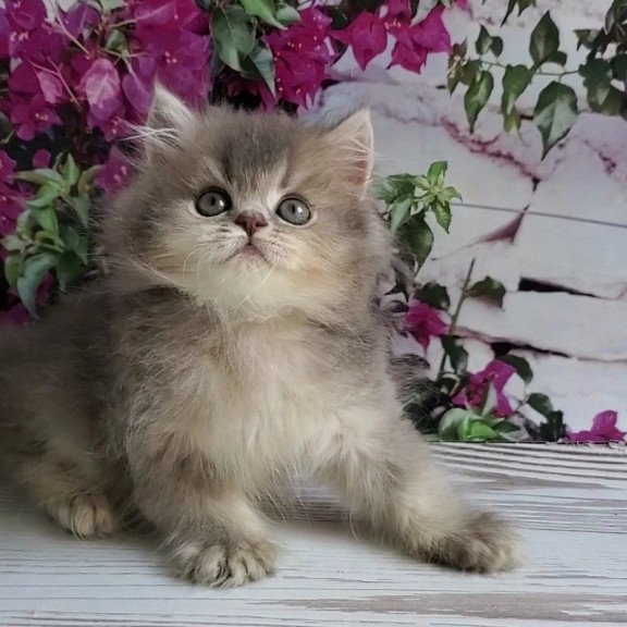 British Cherry
