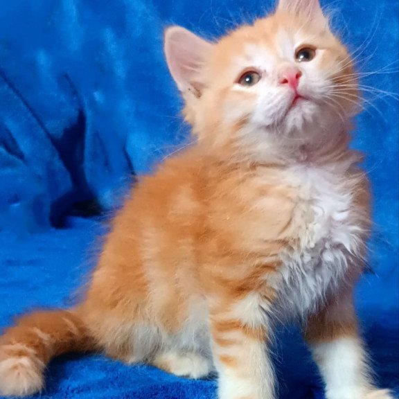 Siberian Elvis