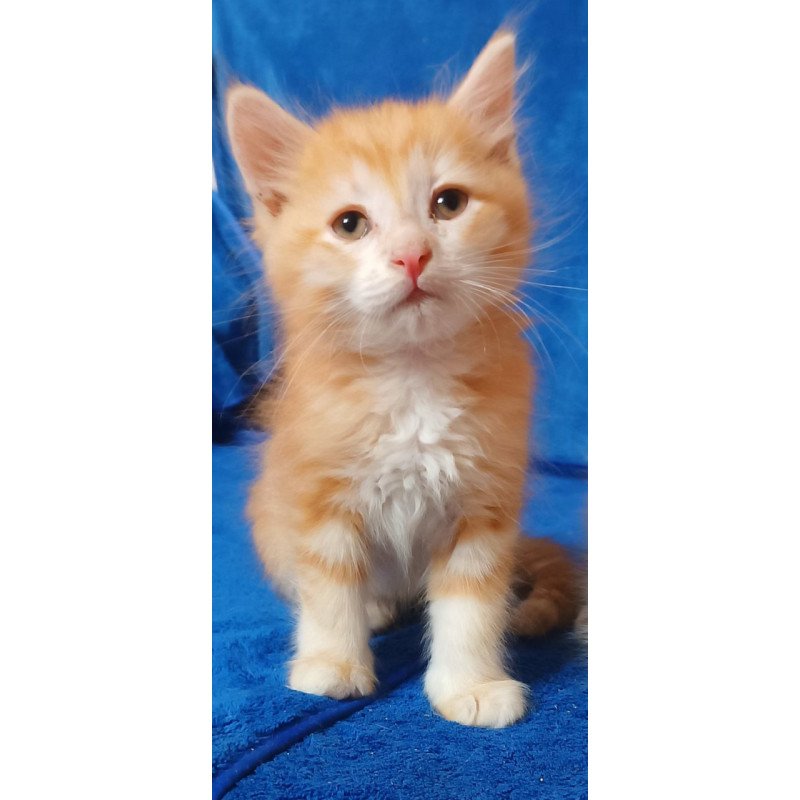 Siberian Elvis