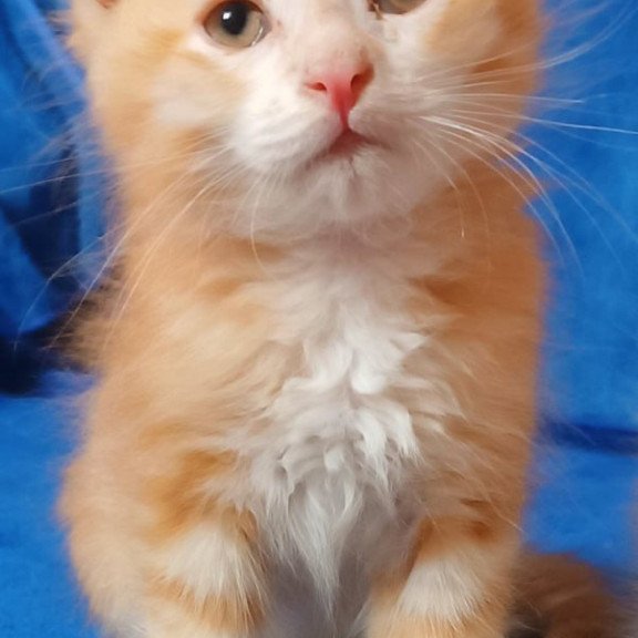 Siberian Elvis