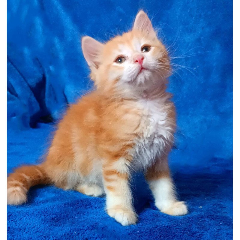 Siberian Elvis