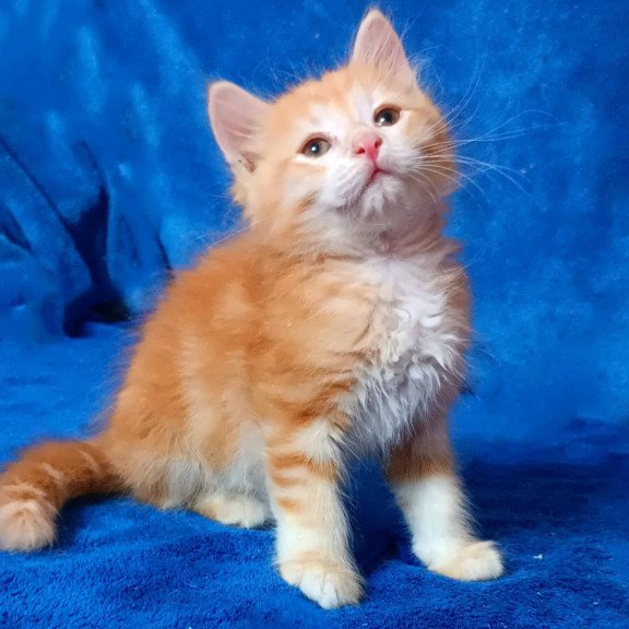Siberian Elvis