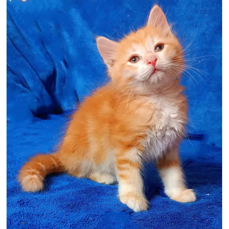 Siberian Elvis