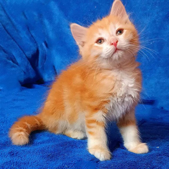 Siberian Elvis