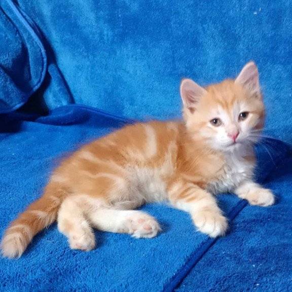 Siberian Elvis