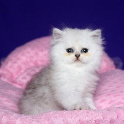 Persian Harry1