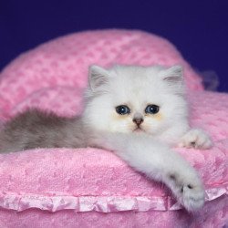 Persian Harry1