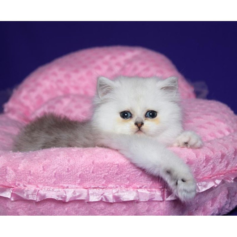 Persian Harry1