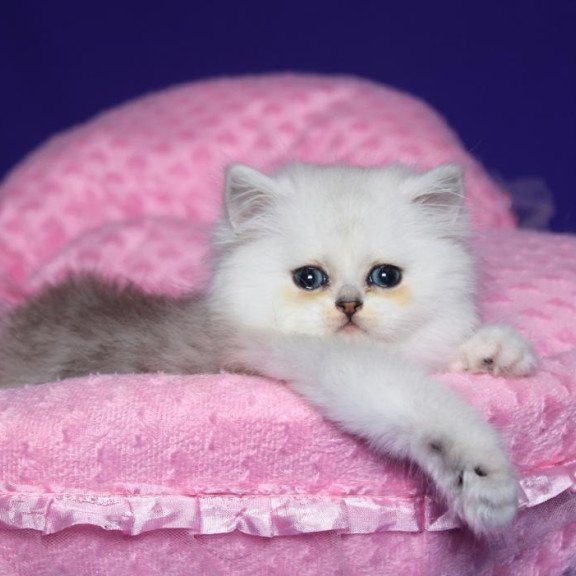 Persian Harry1
