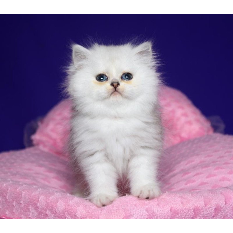 Persian Harry1