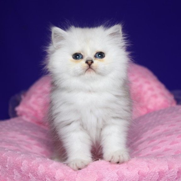 Persian Harry1