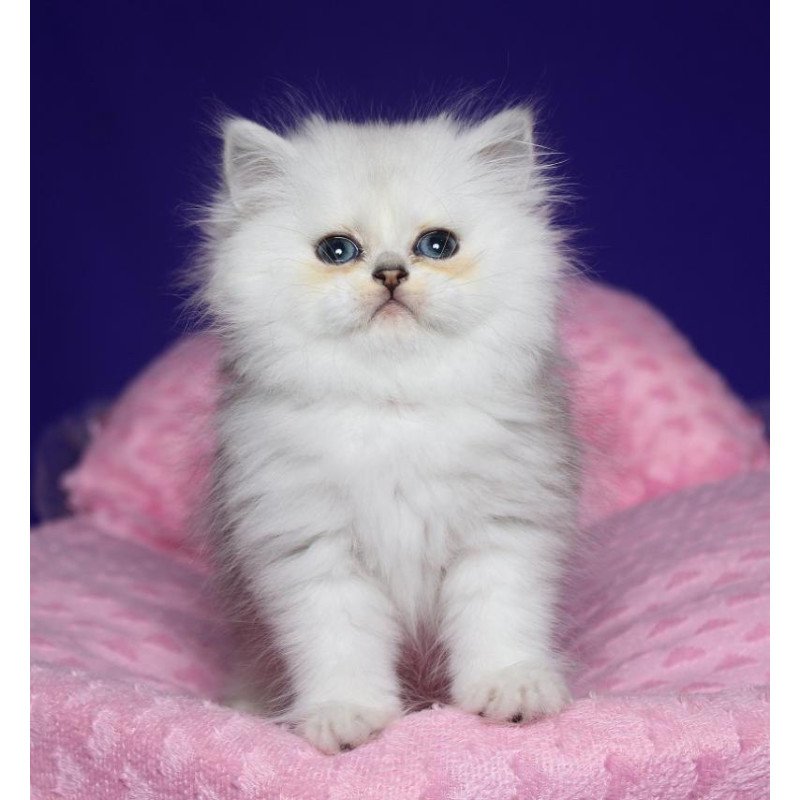 Persian Harry1
