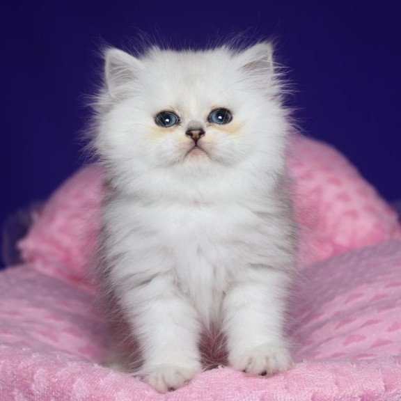 Persian Harry1