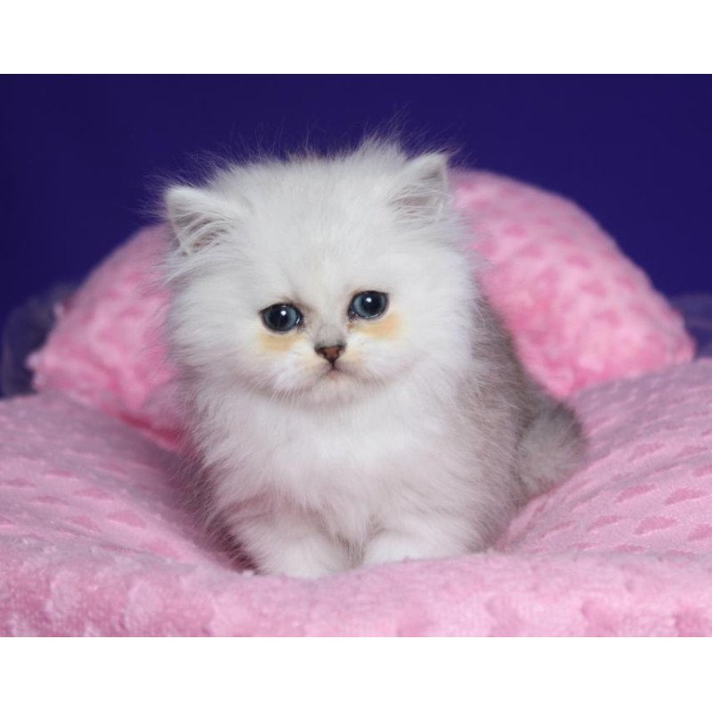 Persian Harry1
