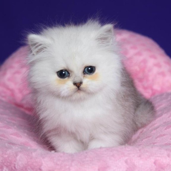 Persian Harry1
