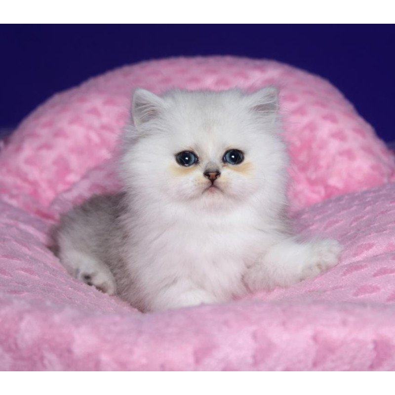 Persian Harry1