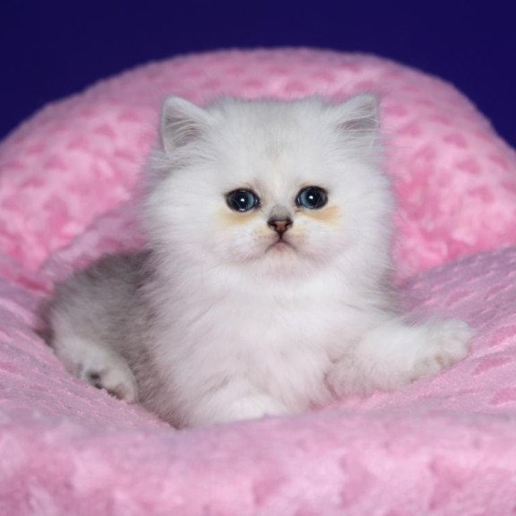 Persian Harry1
