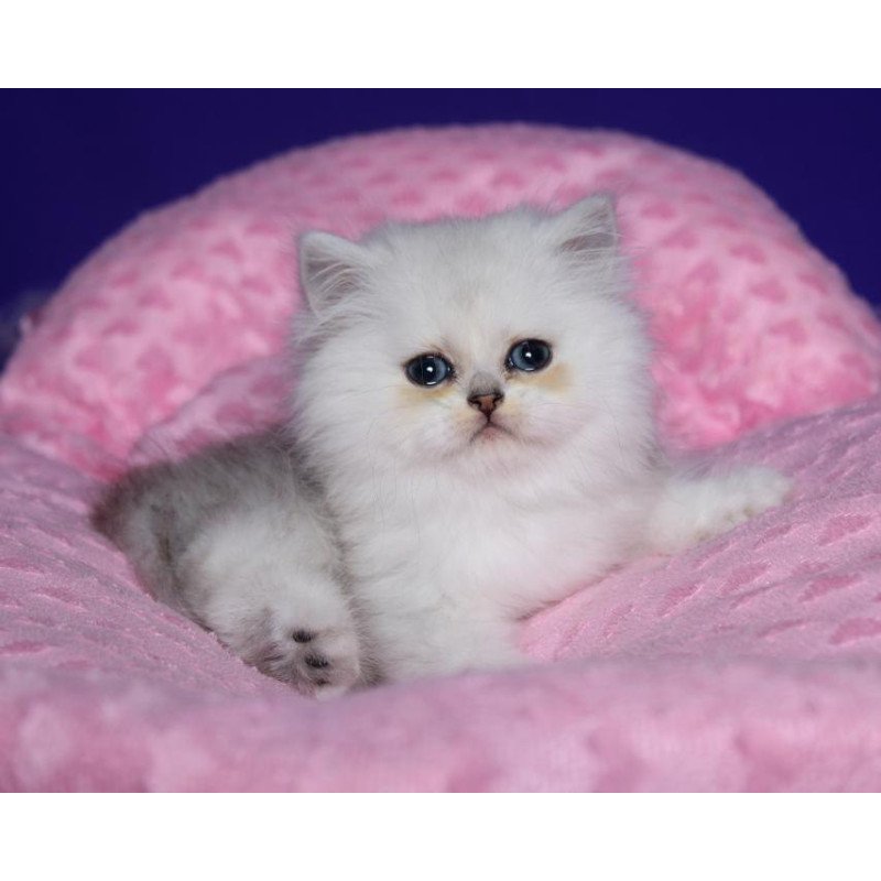Persian Harry1