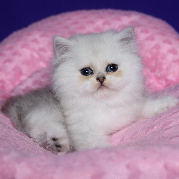 Persian Harry1