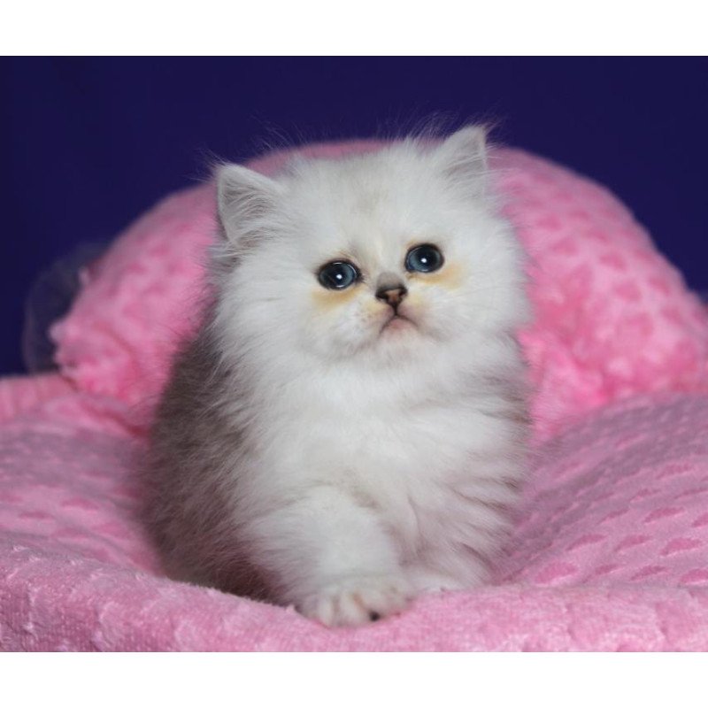 Persian Harry1