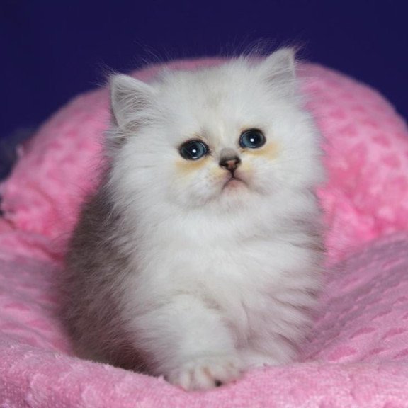 Persian Harry1