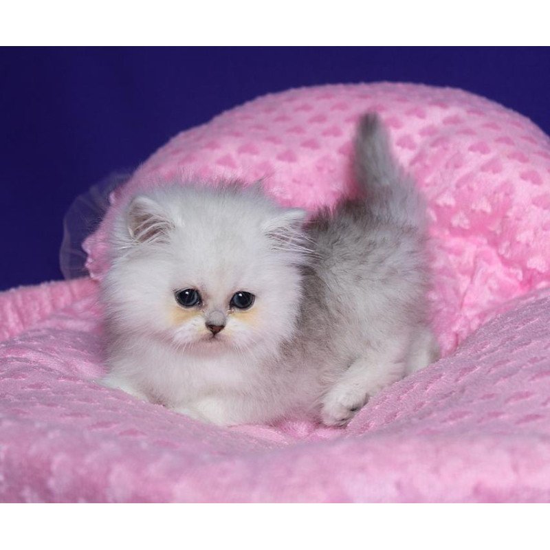 Persian Harry1