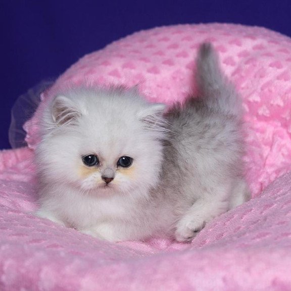 Persian Harry1