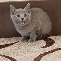 Russian Blue Kevin
