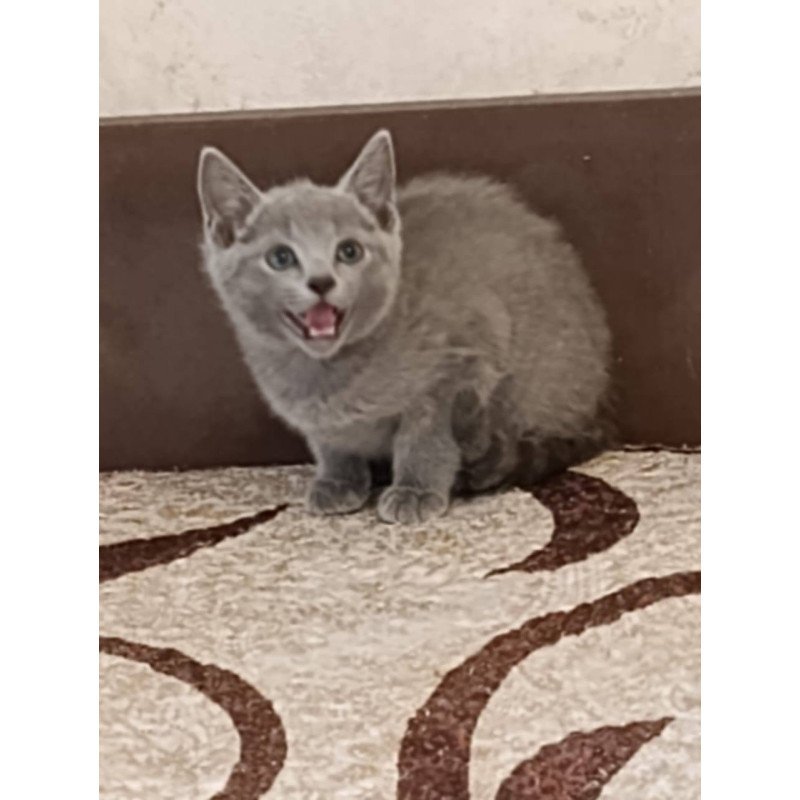 Russian Blue Kevin