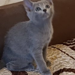 Russian Blue Kevin
