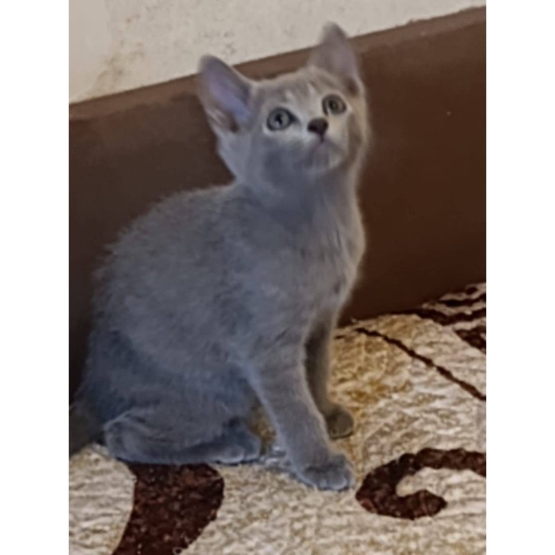 Russian Blue Kevin