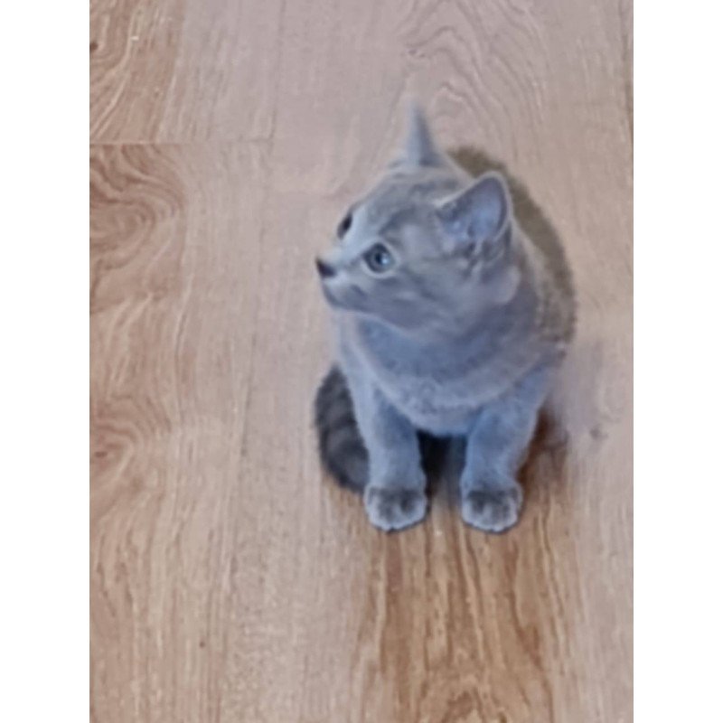 Russian Blue Kevin
