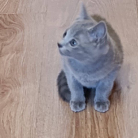 Russian Blue Kevin