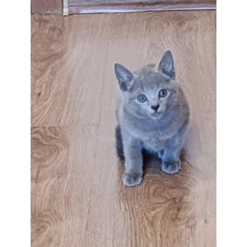 Russian Blue Kevin