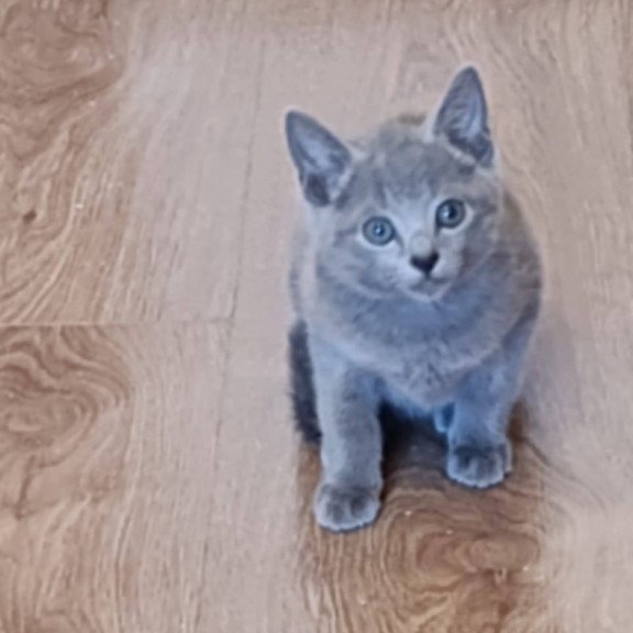 Russian Blue Kevin