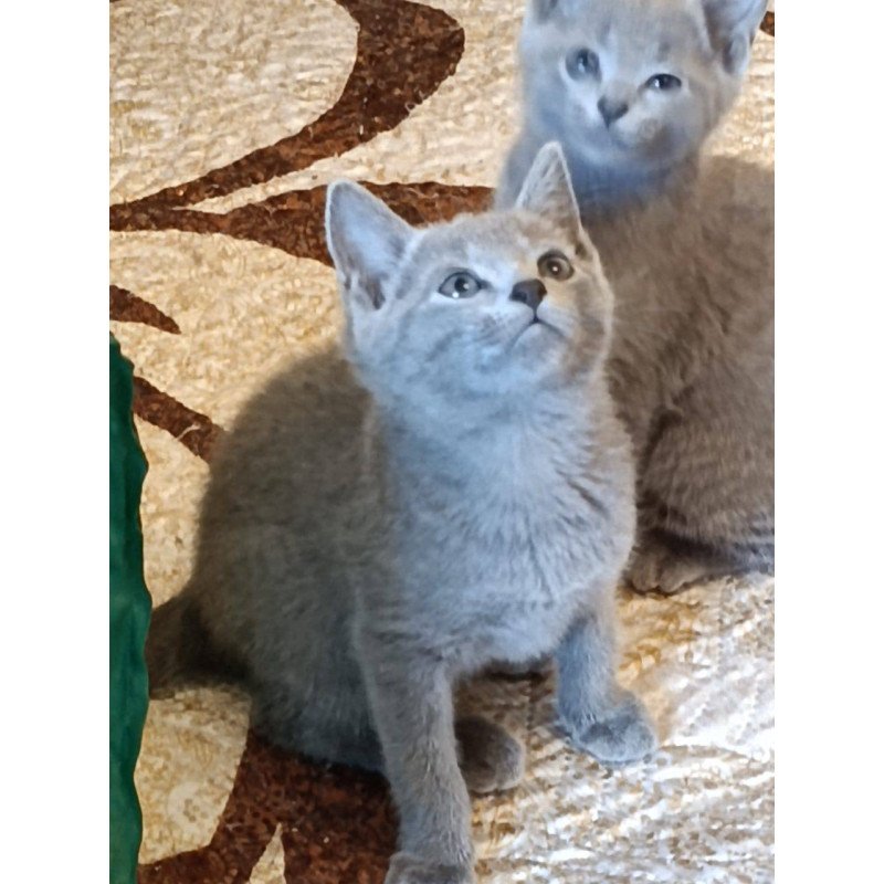 Russian Blue Kevin