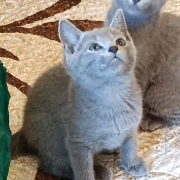 Russian Blue Kevin