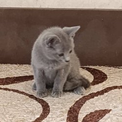 Russian Blue Devin