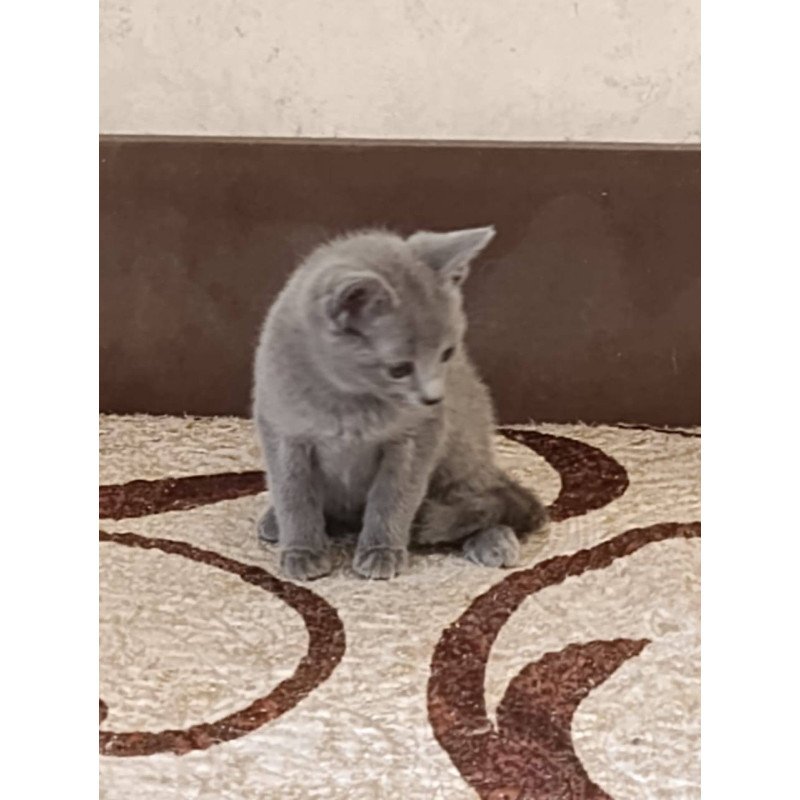 Russian Blue Devin