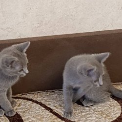Russian Blue Devin
