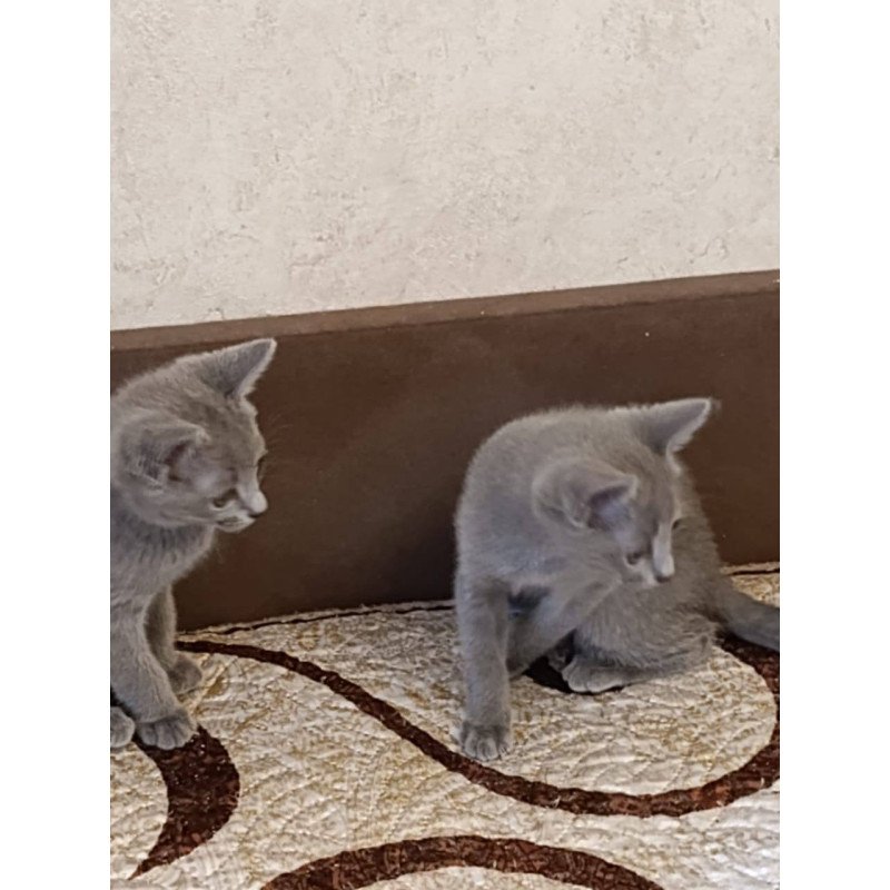 Russian Blue Devin