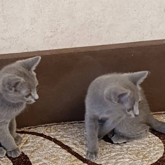 Russian Blue Devin