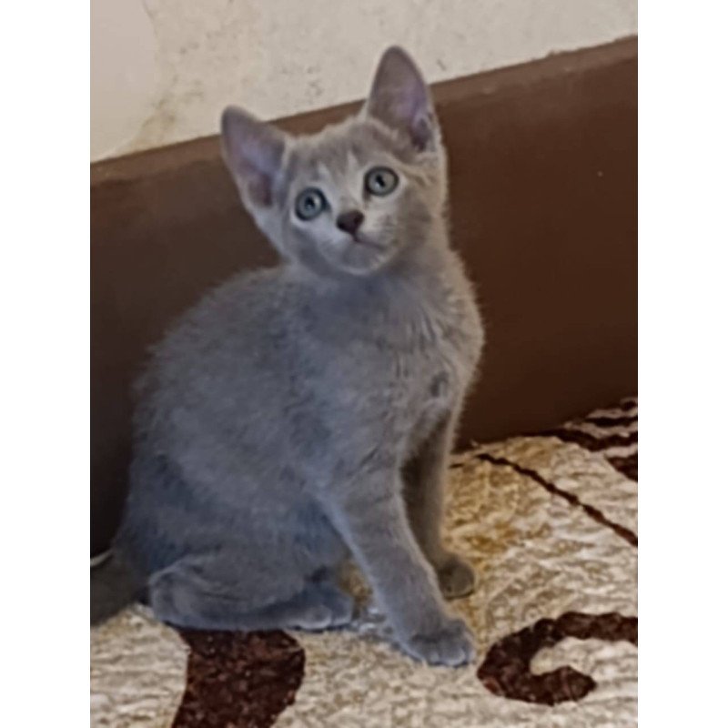 Russian Blue Devin