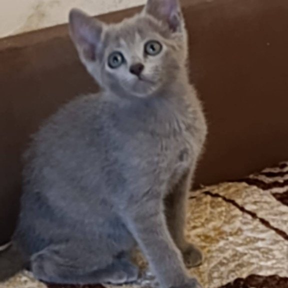 Russian Blue Devin