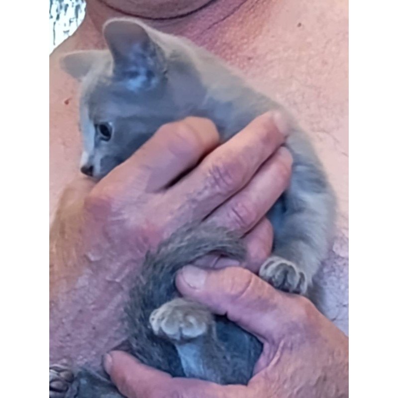 Russian Blue Devin