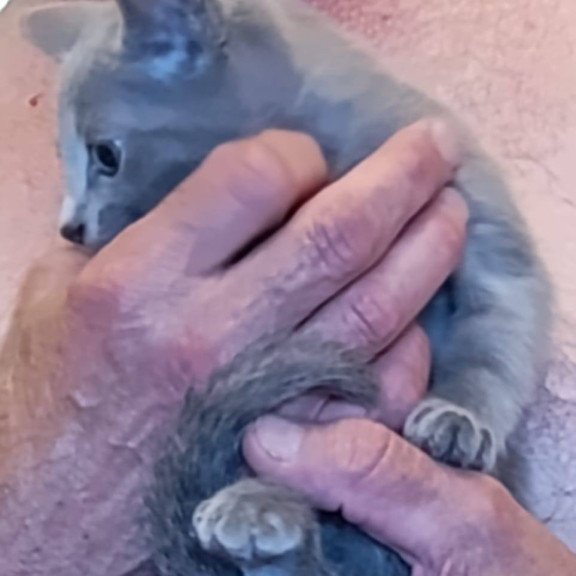 Russian Blue Devin