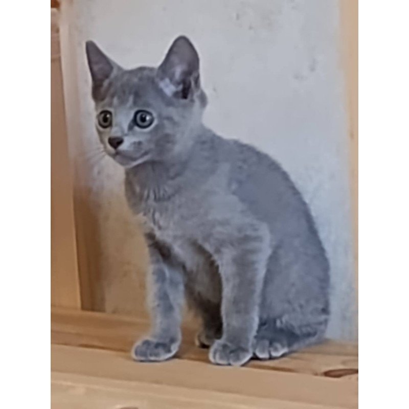 Russian Blue Devin